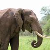 Singlereizen Tanzania olifanten